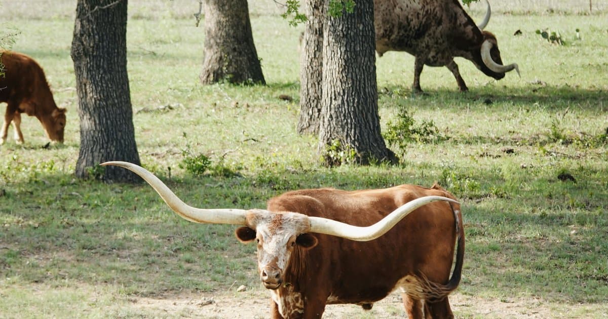 Texas Ag Exemption: What DFW Buyers and Sellers Need to Know Before Closing