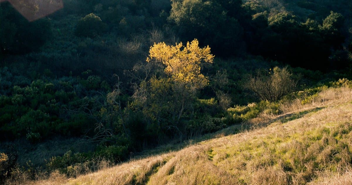 What Four Summer Sales Say About the Topanga Canyon Market in 2026