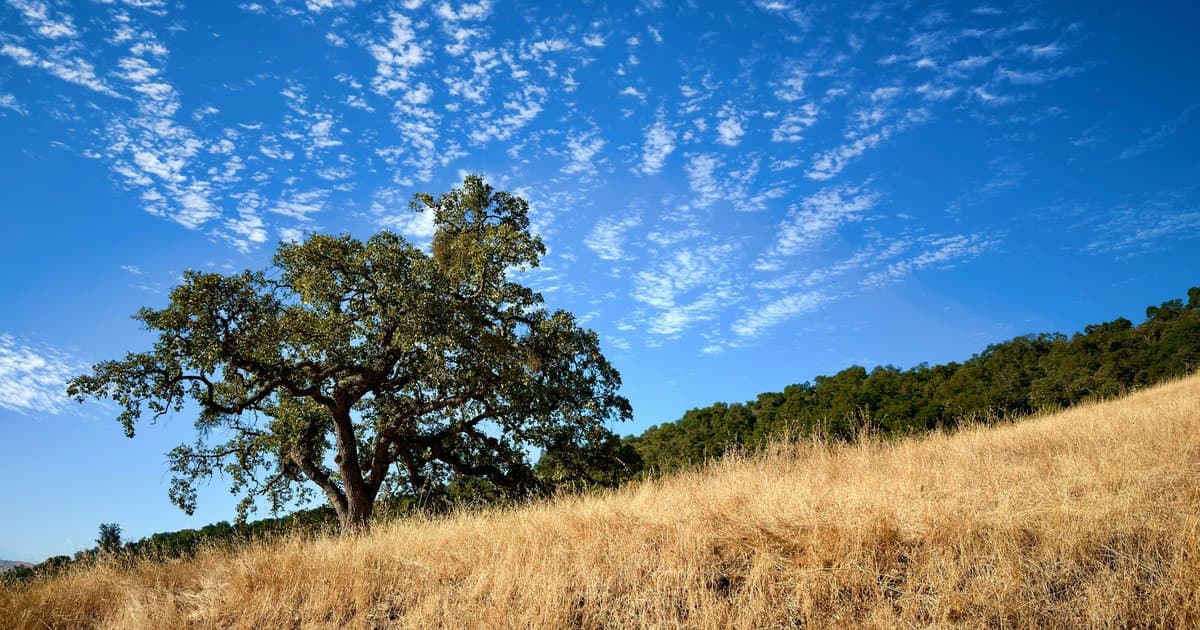 What Are Woodland Hills Homes Actually Selling For in 2026?