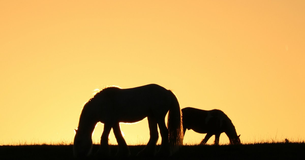 Two horses grazing in an open pasture near Argyle, Texas