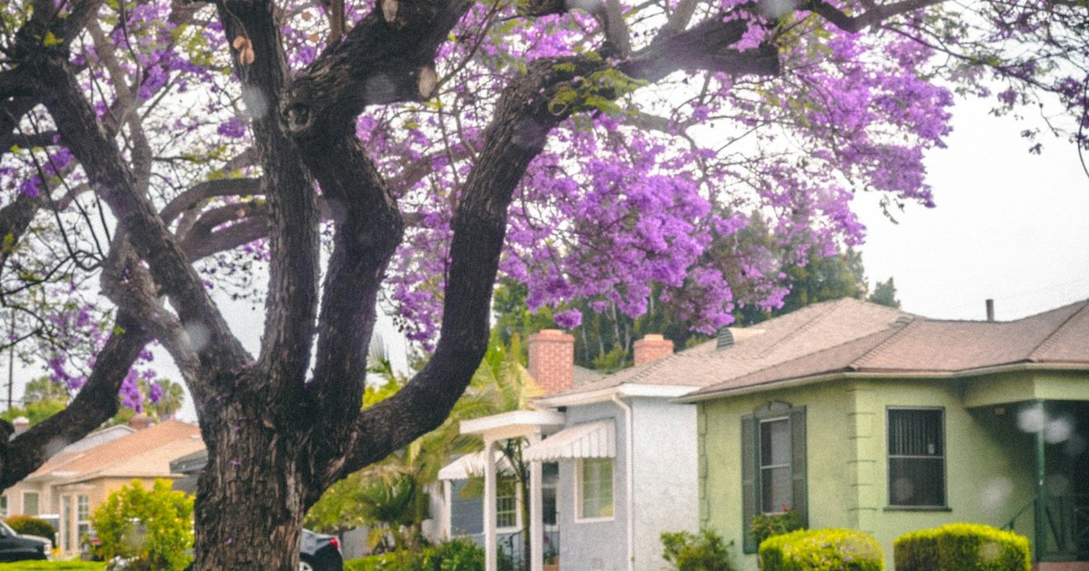A jacaranda tree in full bloom in front of a Spanish-style home in Los Angeles, representing the neighborhoods where CLUE report history is especially important