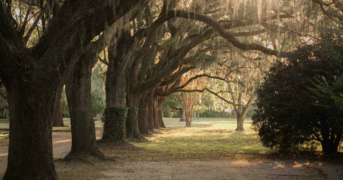 A sun-dappled walking path lined with mature oak trees, similar to the municipal trail system that runs behind Colleyville Estates