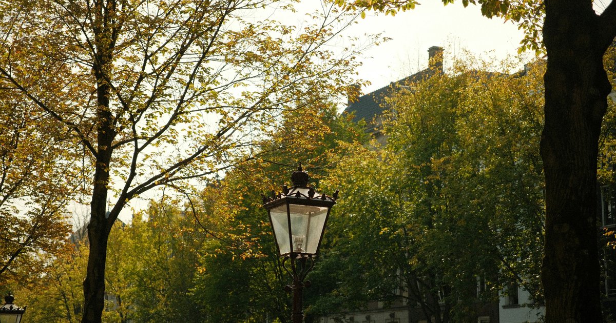 Tree-lined street in Hancock Park showing Period Revival architecture and the historic 50-foot front setbacks