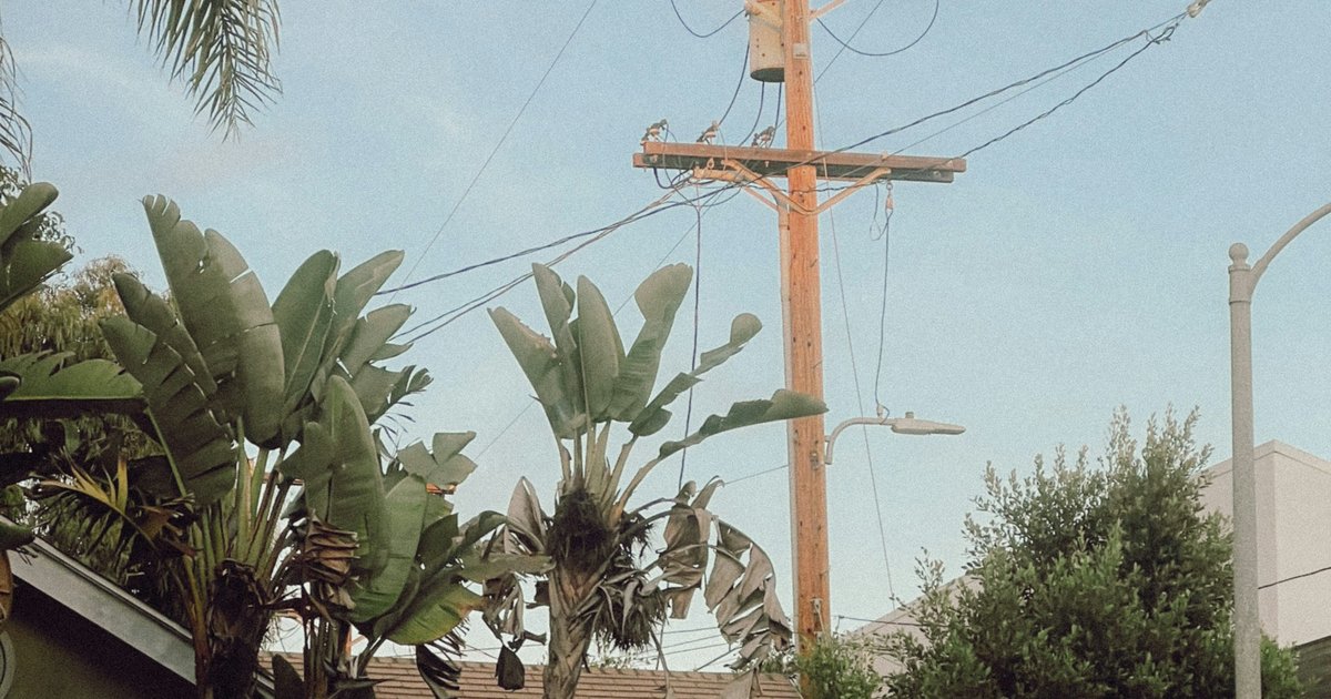 Bird of paradise plants and a wooden utility pole rising above a Los Angeles residential street