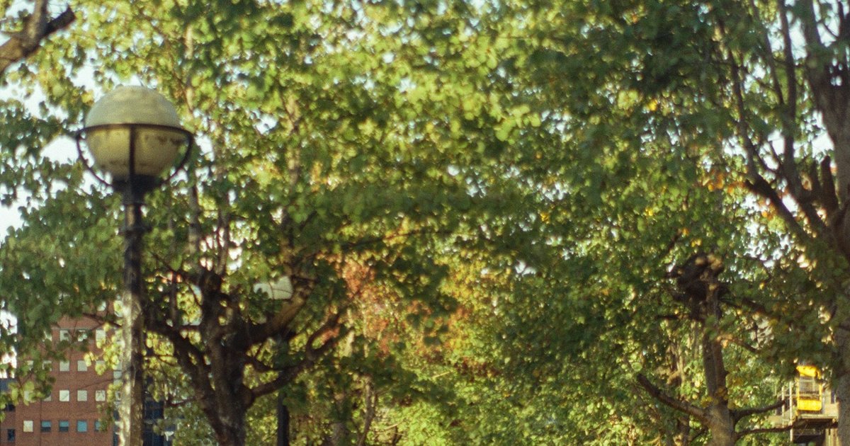 A tree-lined walking path along the water's edge, the kind of waterfront trail that runs through the Las Colinas Urban Center