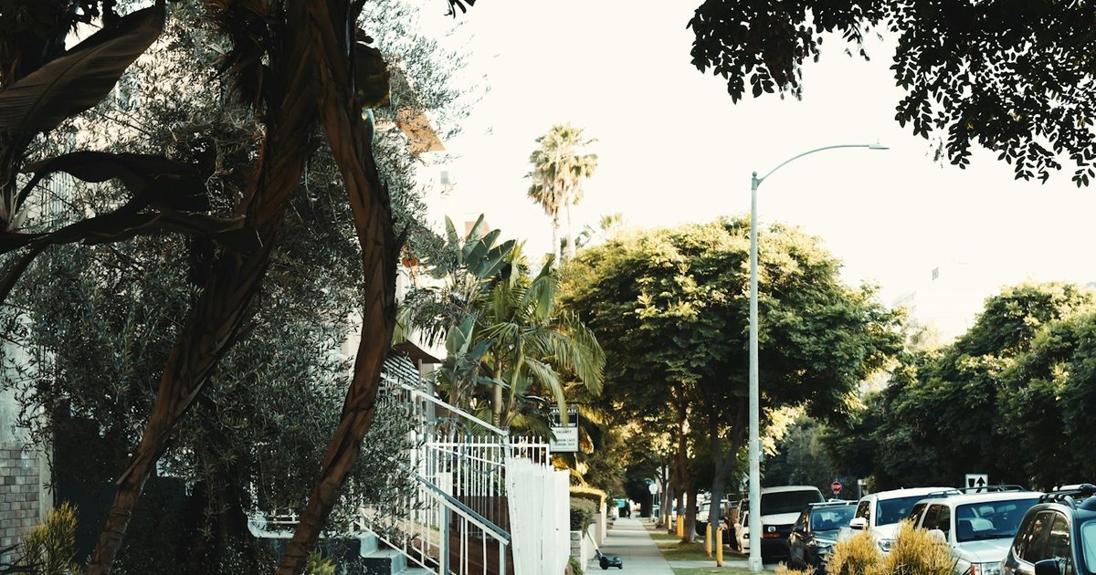 A shaded Westside street with mature trees, a tall palm, and a sidewalk running past low garden walls, the kind of tree cover that defines Mar Vista's older blocks