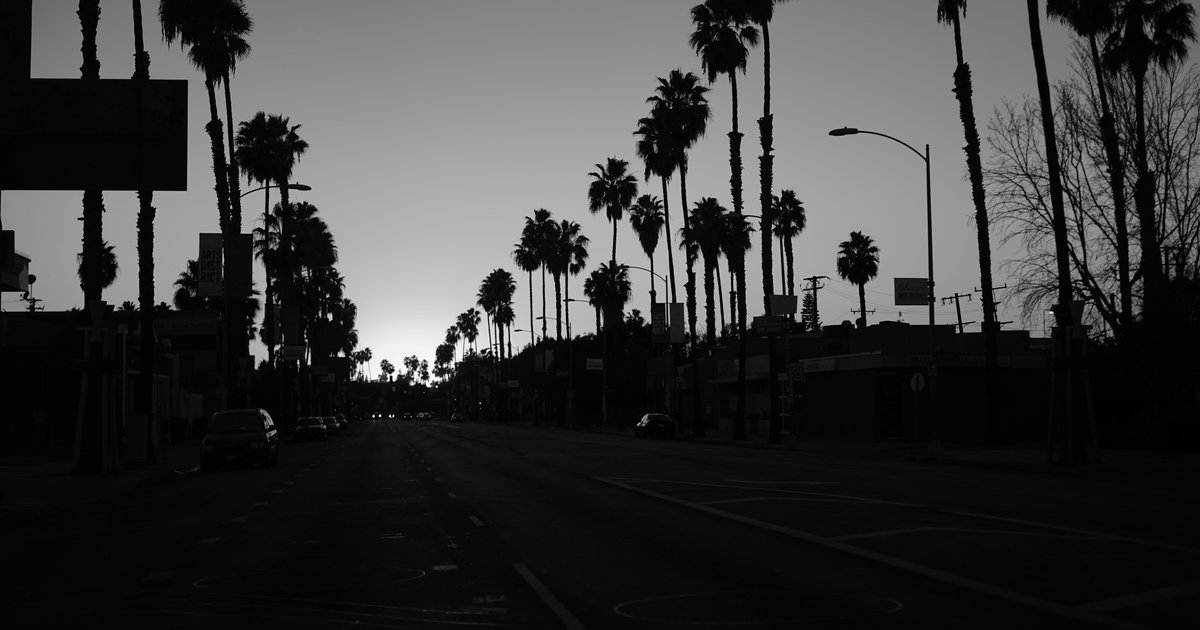 A residential Los Angeles street lined with mature palm trees on the Westside