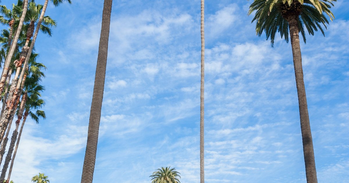 A palm tree stands beside a white residential building in West Los Angeles, a common sight in the neighborhoods where most jumbo mortgage transactions close