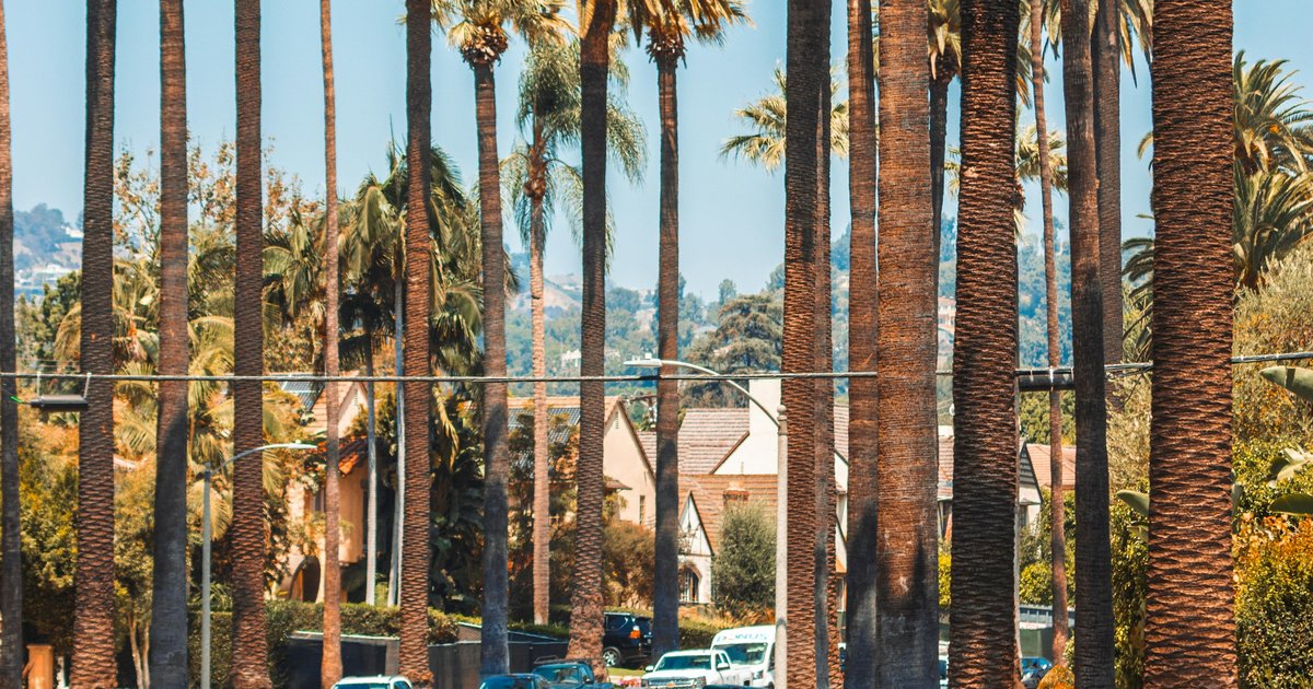 Row of tall palms along a Westside Los Angeles residential street with tile-roof houses behind them