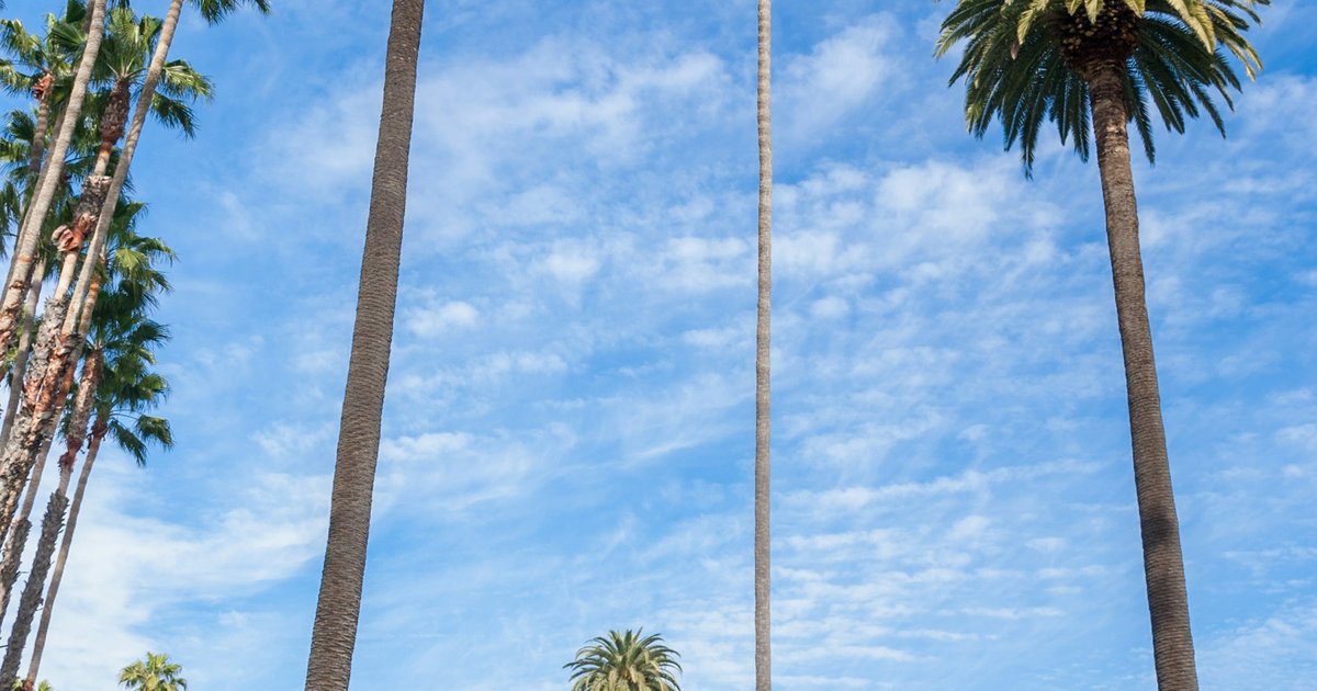 Palm tree next to a modern white building in Los Angeles, representing California real estate at close
