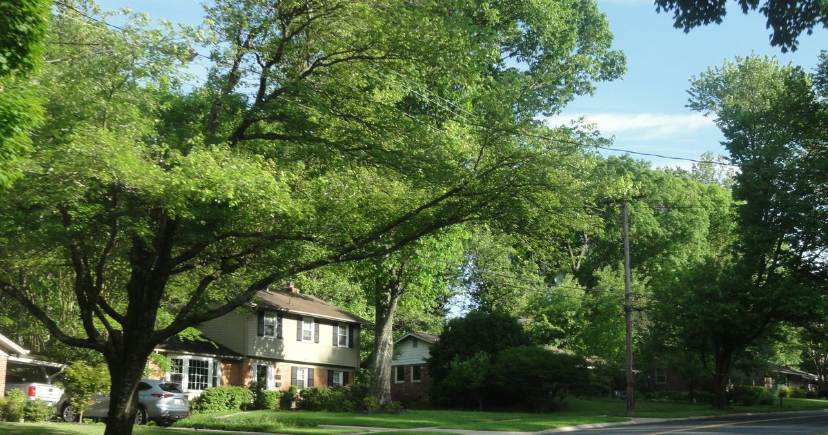 Two residential homes on a quiet Dallas street with mature trees, representing typical single-family neighborhoods affected by Dallas STR regulations