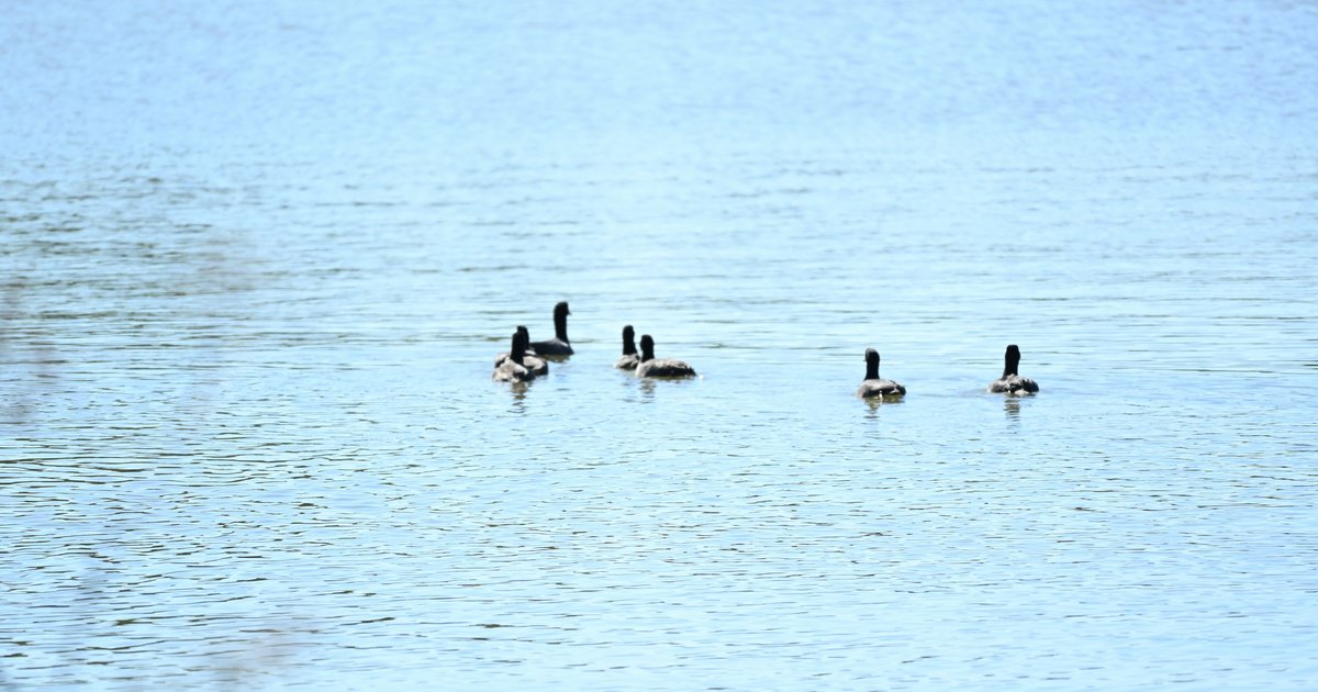 Ducks floating on the open water of a lake on a calm day