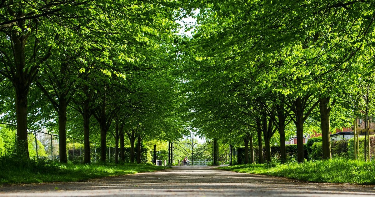 Mature street trees forming a full canopy over a quiet residential lane